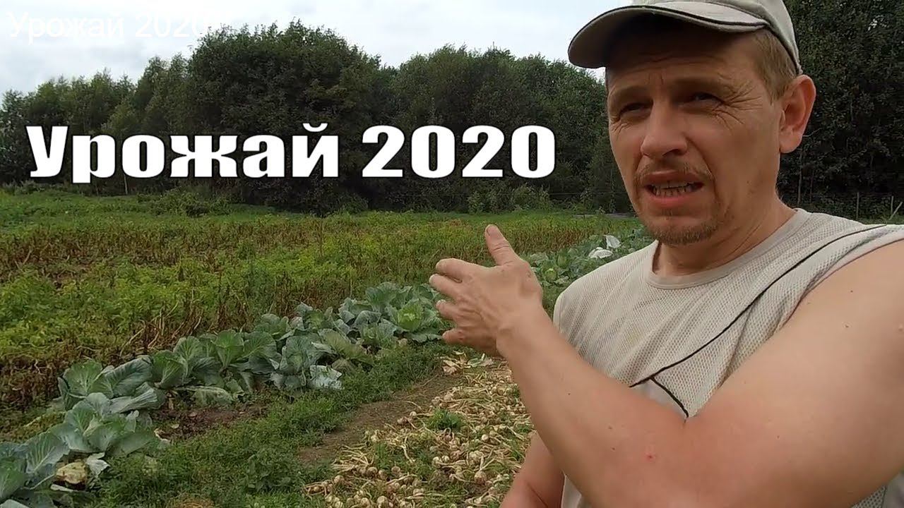 Настает время "пожинать плоды"! Урожайный огород 2020 года