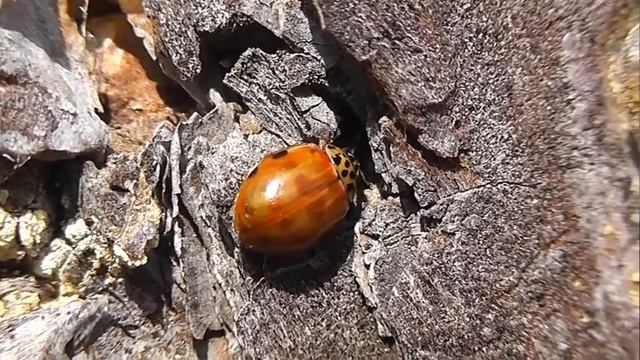 БИОСФЕРА: 189. Коровка Сосновая (Harmonia quadripunctata)