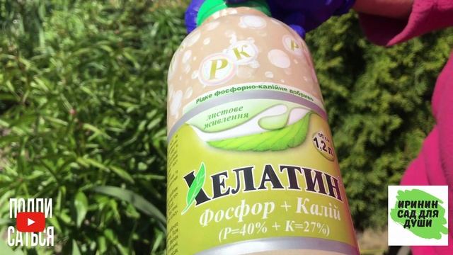Май месяц - чем подкормить пионы для обильного цветения.