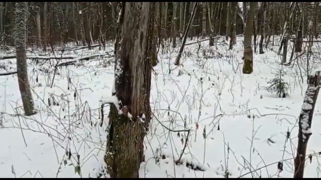 Охота с лайками