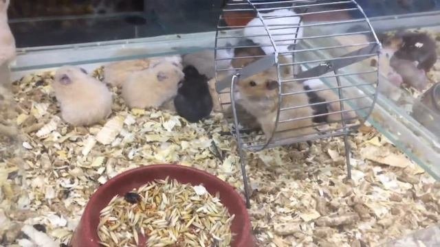 Кормящая крыса в зоомагазине 😱 ужасные условия 😱
