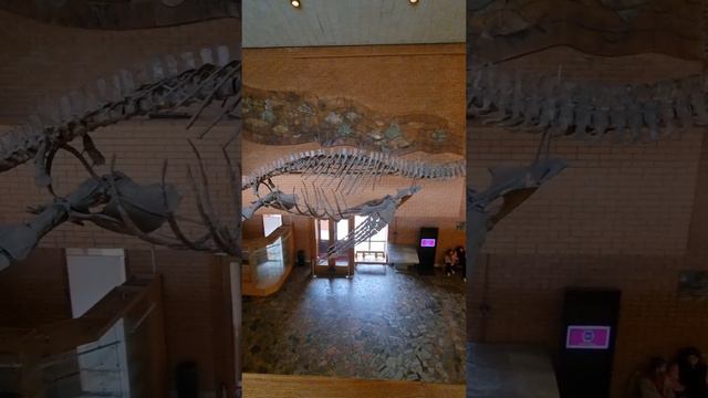 Скелет Плезиозавра в музее Палеонтологии в Москве