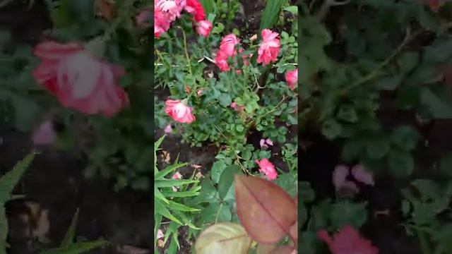 Розовые Садовые Розы | Pink Garden Roses SHORT
