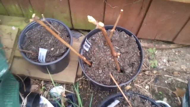 Homegrown Food. Edible Britain. National Gardening week 2019.