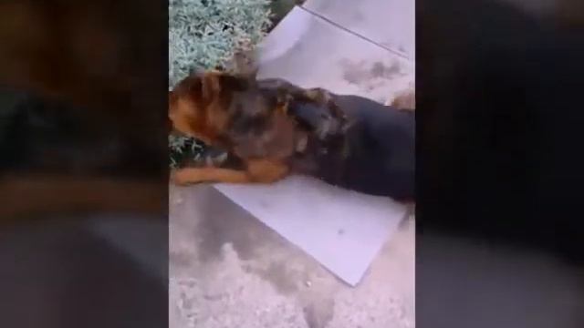 Дружба человека и собаки
