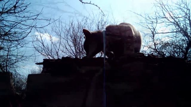 Кошка гуляет по забору. Кошка гуляет по крыше. Кошка на поводке. Прогулка с кошкой. Весна 2019