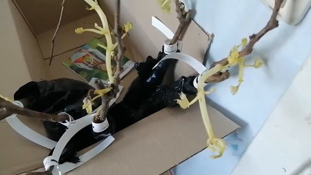 Пришла посылка с саженцами винограда что делать не знаю