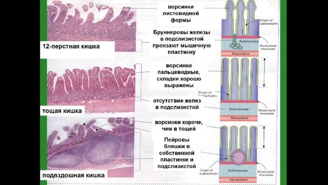 Тонкая кишка. Гистологическое строение. Сравнительная характеристика отделов