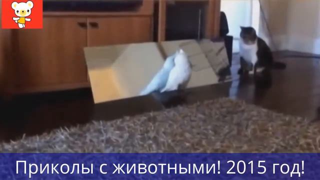 Приколы с животными!!!! 2015 год!!))) Ржака)))
