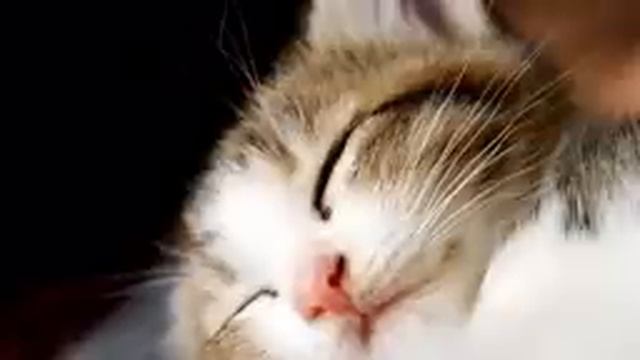 Cat Music - Music for Relaxation and Sleep / Cat Purring Sounds & Music Box Sounds