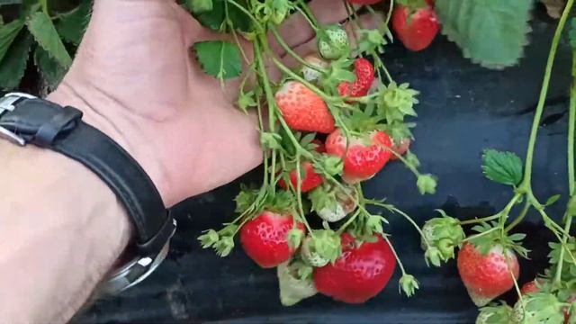 обзор клубники сорта Ирма