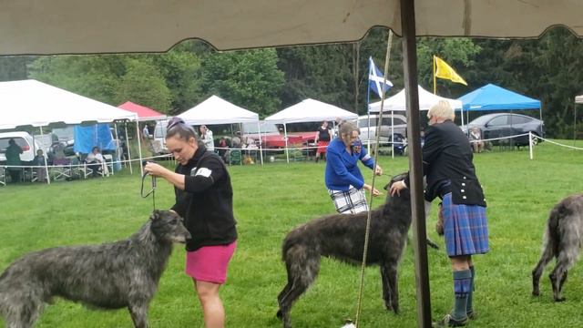 Deerhound National 2023 Wheeling West Virginia Best of Breed