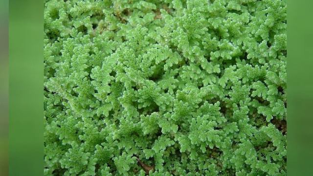 АЗОЛЛА  AZOLLA  Папоротник  сем.Азолловые Сальвиниевые