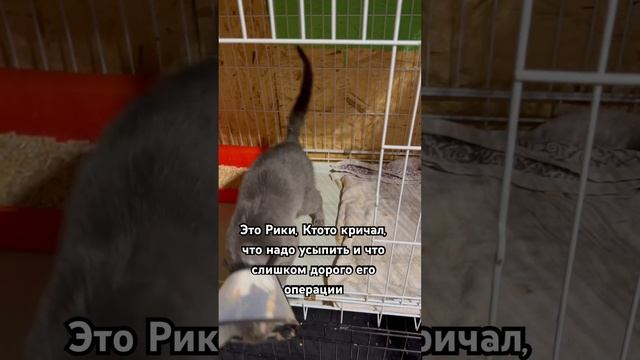 Сегодня сниму стому. #кошки #домашниеживотные #животные #приют