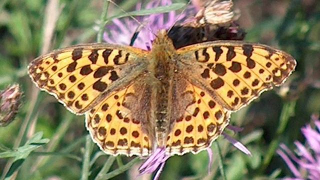 Oral microbiology  Wikipedia audio article