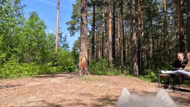 Тест GoPro 11 с креплением для собаки