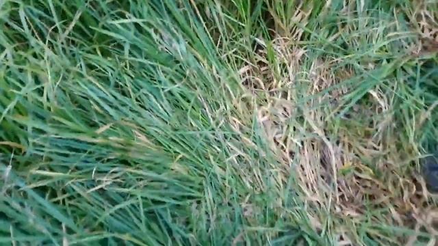 феррозондовый магнитометр