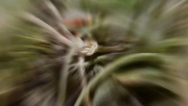 Tillandsia (Parte 2)   #phonemade