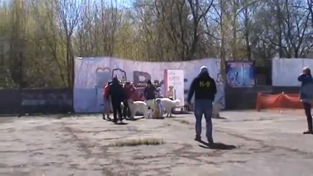 ЛУЧШИЙ ПИТОМНИК - "ИМПЕРИАЛ ЧОЙС"