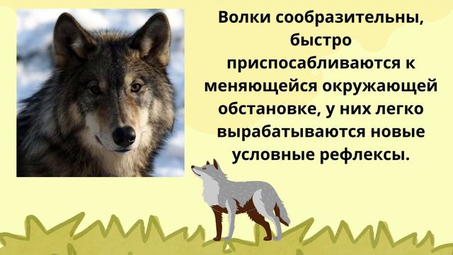 Хищные млекопитающие.