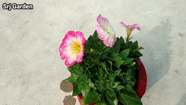 Petunia Plant Ko Ghana Aur Jyada Flower Pane Ke Liye Apnaye Yah Tarika | Petunia Plant Care