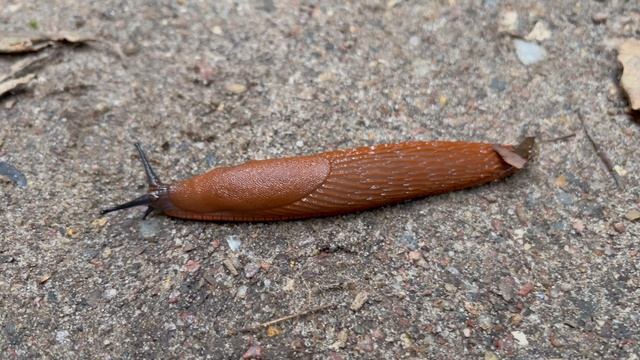 Большой слизняк как Питон.