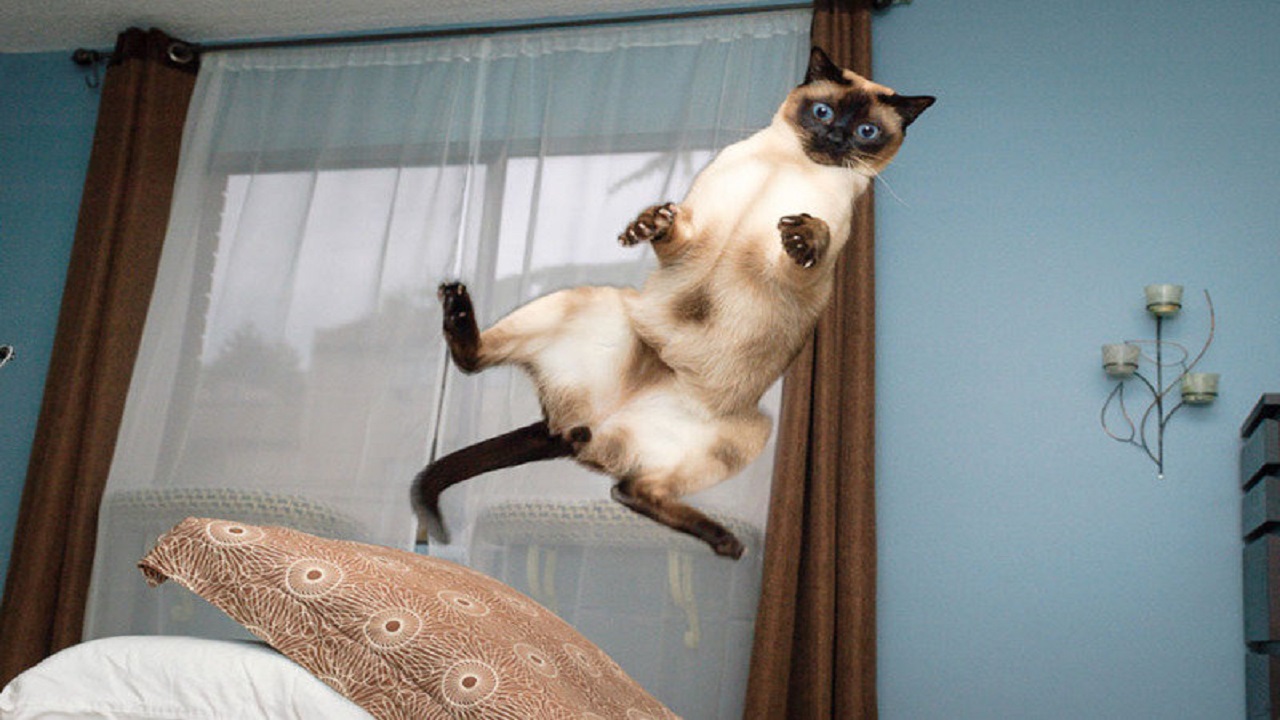 Сиамская кошка в прыжке