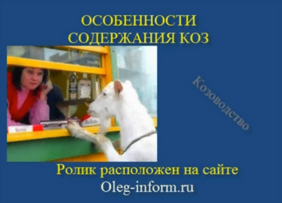 Как содержать козу