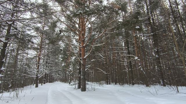 Заснеженный лес. ч.1. Январь 2024