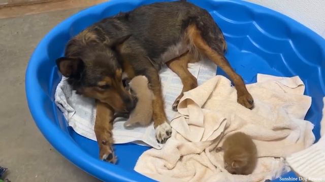 After Losing Her Puppies, Mama Dog Lost The Will To Live Until She Got Kittens