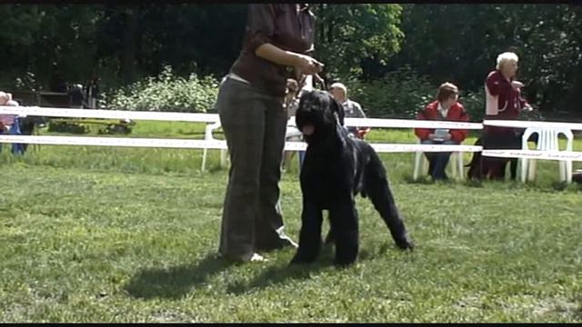 DogStatus.ru: День ризеншнауцера-2010