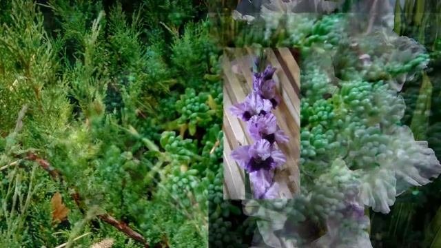 Коллекция гладиолусов семьи Кветковских ч 11 голубые и фиолетовые