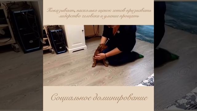 Немецкий пинчер. Test. 2018. N-litter. Nuar