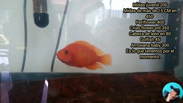 PECERAS A LA MEDIDA, RED MAMMON MEXICANO, Aquamaster,  flower horn, y unos buenos toques.