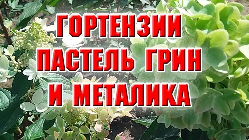 Гортензии Пастель Грин и Металика. Сравнение