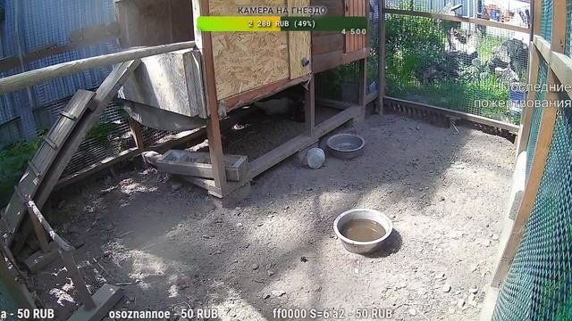 Курятник. Жизнь в курятнике. Можно покормить онлайн. Chicken Coop Stream. Online Feed