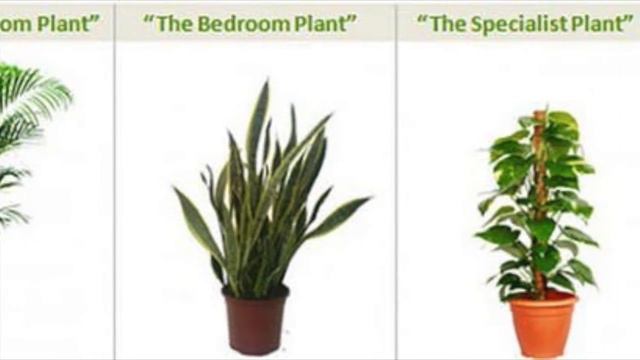 Air purifying house plants