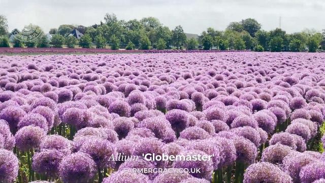 Allium 'Globemaster' field - FarmerGracy.co.uk