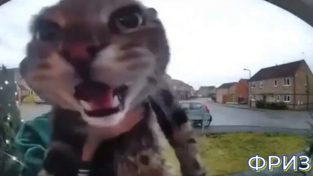 Кот мяукает на камеру, но это звуки оружий из Танки Онлайн
