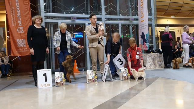 29.01.2023, СПб. Клуб "Каскад". Выставка собак всех пород "ВСЕГДА ВДВОЕМ"