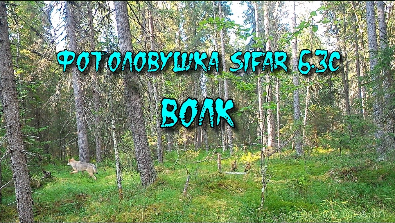 Волк. Фотоловушка SiFar 6.3C EGERCAM