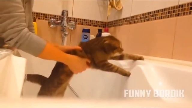 Ррешил помыть кота
