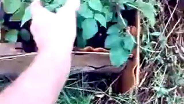 Китайский метод. Картофель. Часть 4. 02 07 2017. Третье добавление плодородной смеси.