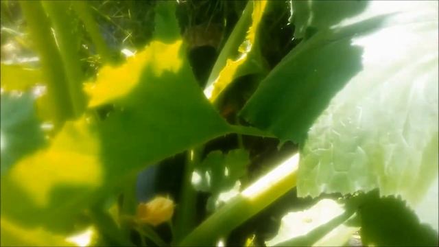 Кабачки. Первый урожай и польза.