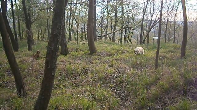Овцы нашего двора.Часть 1