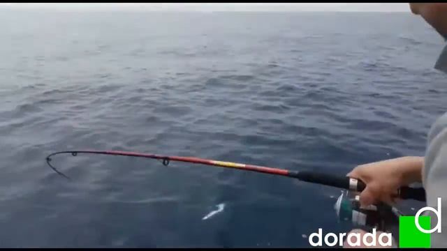 Морская  рыбалка на скумбрию и тунца в Испании Cambrils, Salou, La Pineda