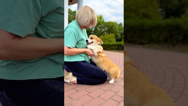 Питомник корги Липстар. 
Энджел в поиске семьи♥