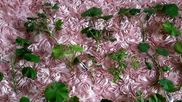 Видео 115.Продаю черенки сортовых пеларгоний свежесрезанных и укорененныхОбработка среза.Мои советы