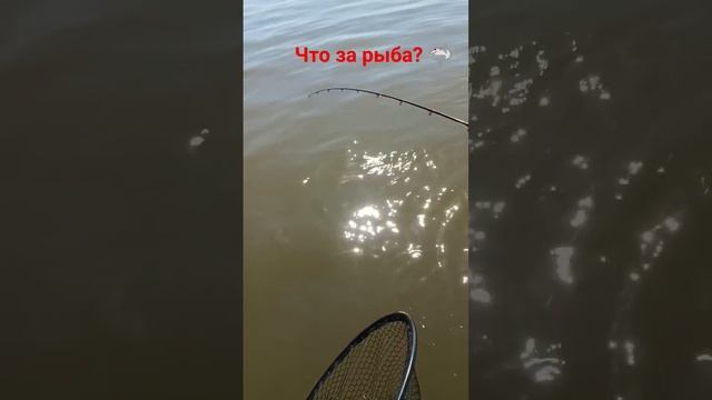 Рыбалка в Астрахани на хищника ??