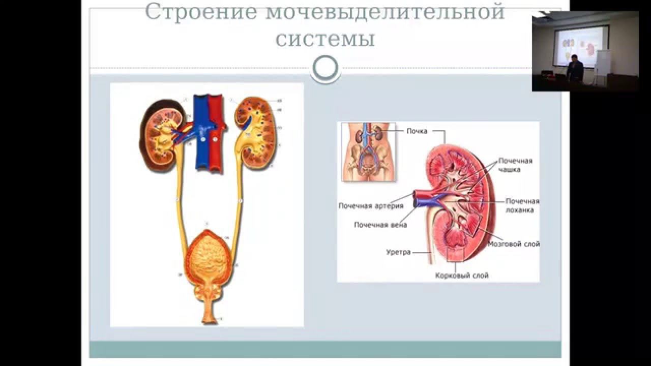 Принципы использования БАД к пище в профилактике и комплексной терапии мочевыделительной системы.